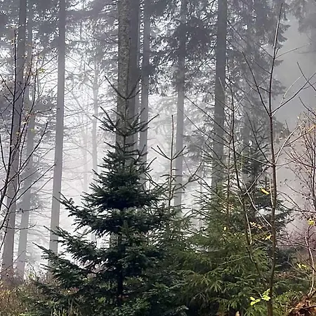 Bergwelt Kandel & Eventlocation Triberg im Schwarzwald